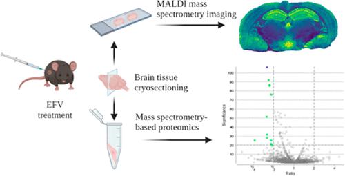 Mass Spectrometry Imaging Reveals Region-Specific Lipid Alterations in the Mouse Brain in Response to Efavirenz Treatment