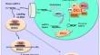 Sorghum-encoded microRNAs: current status and future prospects