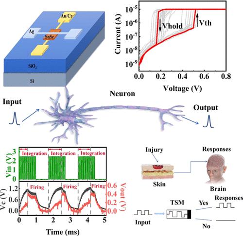 Threshold Switching Memristor Based on 2D SnSe for Nociceptive and Leaky-Integrate and Fire Neuron Simulation