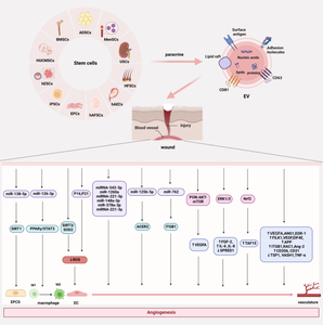 The Angiogenic Repertoire of Stem Cell Extracellular Vesicles: Demystifying the Molecular Underpinnings for Wound Healing Applications.