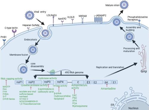 Inhibitors of the Structural and Nonstructural Proteins of Alphaviruses.