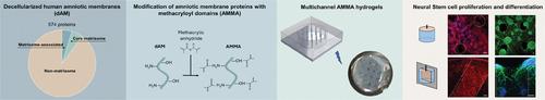 Amniotic Membrane-Derived Multichannel Hydrogels for Neural Tissue Repair.