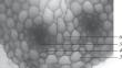 Abstract Image