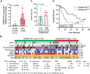 Targeting CERS6-AS1/FGFR1 axis as synthetic vulnerability to constrain stromal cells supported proliferation in Mantle cell lymphoma