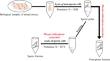 Advancements in differentiation between sperm cells and epithelial cells for efficient forensic DNA analysis in sexual assault cases.