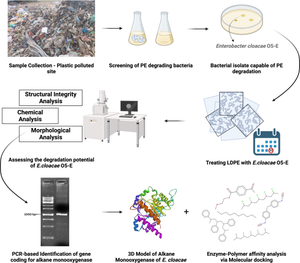 Enterobacter cloacae-mediated polymer biodegradation: in-silico analysis predicts broad spectrum degradation potential by Alkane monooxygenase