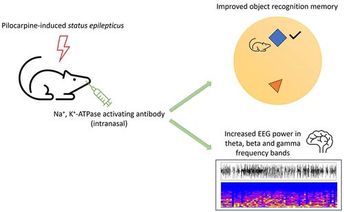 Electroencephalographic and Behavioral Effects of Intranasal Administration of a Na<sup>+</sup>, K<sup>+</sup>-ATPase-Activating Antibody after Status Epilepticus.