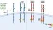 RET Inhibitors in RET Fusion-Positive Lung Cancers: Past, Present, and Future.