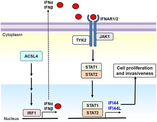 ACSL4 upregulates IFI44 and IFI44L expression and promotes the proliferation and invasiveness of head and neck squamous cell carcinoma cells