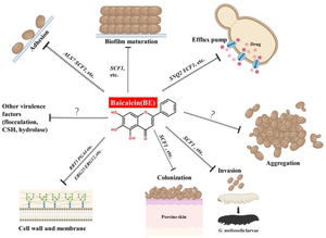 Suppressing the virulence factors of Candida auris with baicalein through multifaceted mechanisms.