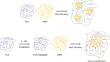 Compatibilization of poly(butylene adipate-co-terephthalate)/polylactic acid blends by gamma radiation