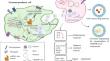 Exosome theranostics: Comparative analysis of P body and exosome proteins and their mutations for clinical applications