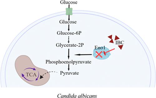 Isobavachalcone Exhibits Potent Antifungal Efficacy by Inhibiting Enolase Activity and Glycolysis in <i>Candida albicans</i>.