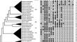 Sticky business: the intricacies of acylsugar biosynthesis in the Solanaceae