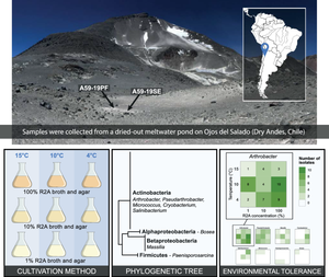 Taxonomic diversity and environmental tolerance of cultivable extremophilic bacteria from a high-altitude meltwater pond on Ojos del Salado (Chile).