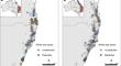 Diversity of Kordyana species (Brachybasidaceae) on Commelinaceae in Australia