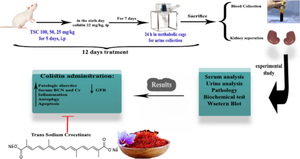 The power of trans-sodium crocetinate: exploring its renoprotective effects in a rat model of colistin-induced nephrotoxicity.