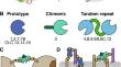 Vascular galectins in tumor angiogenesis and cancer immunity.