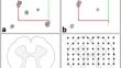 Promising the potential of β-caryophyllene on mercury chloride-induced alteration in cerebellum and spinal cord of young Wistar albino rats.