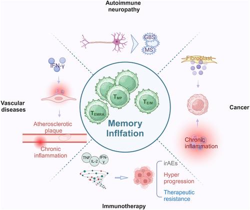 Memory inflation: Beyond the acute phase of viral infection