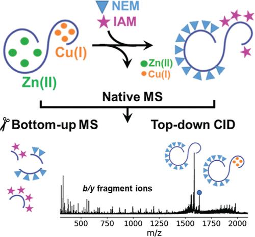 Combining Native Mass Spectrometry and Proteomics to Differentiate and Map the Metalloform Landscape in Metallothioneins.