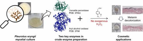 Combined use of versatile peroxidase and aryl alcohol oxidase of Pleurotus eryngii to decolorize melanin on the skin