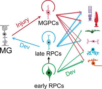 New pathways to neurogenesis: Insights from injury-induced retinal regeneration