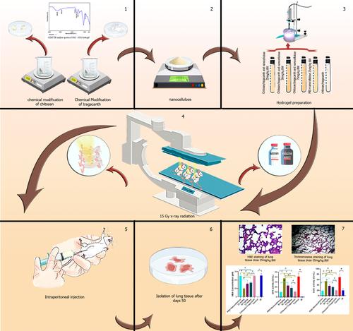 The affinity of cellulose nanoparticle toward hydrogel based on chitosan/tragacanth for radiation protection: Study of pulmonary damages on rats