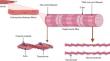 Enhancing Meat Product Quality: Exploring the Effects of Additives on Myofibrillar Protein Functionality