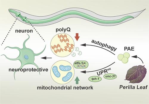 Perillaldehyde alleviates polyQ-induced neurodegeneration through the induction of autophagy and mitochondrial UPR in Caenorhabditis elegans.