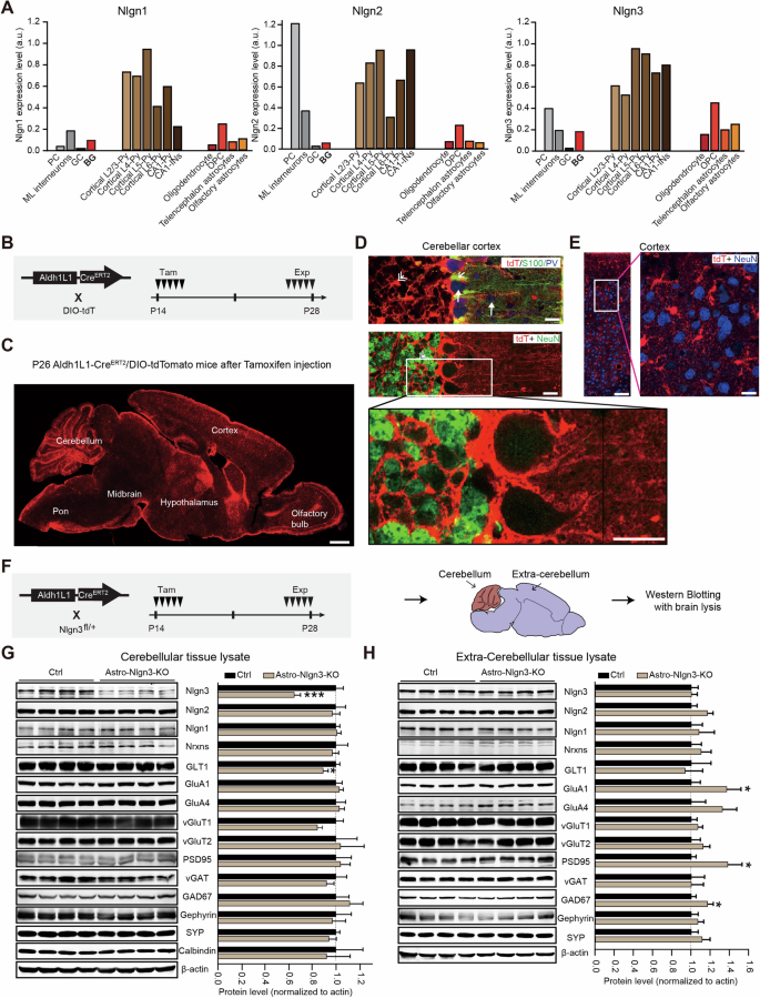 Astrocytic Neuroligin-3 influences gene expression and social behavior, but is dispensable for synapse number.