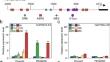 TaMYB44-5A reduces drought tolerance by repressing transcription of TaRD22-3A in the abscisic acid signaling pathway.