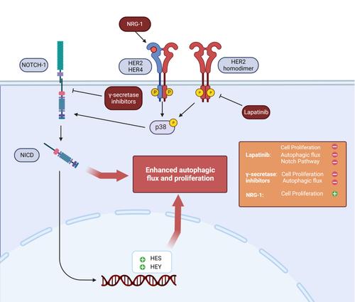 ErbB2-NOTCH1 axis controls autophagy in cardiac cells.