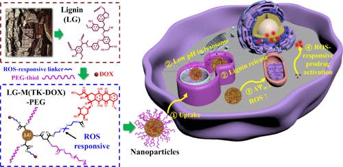 Lignin-Based Nanoparticles for Combination of Tumor Oxidative Stress Amplification and Reactive Oxygen Species Responsive Drug Release.