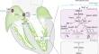 Molecular Regulation of Cardiac Conduction System Development.