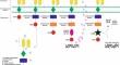 CAR-NKT Cells in Asthma: Use of NKT as a Promising Cell for CAR Therapy.