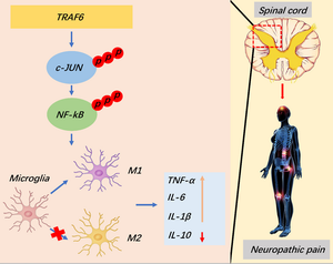 TRAF6 promotes spinal microglial M1 polarization to aggravate neuropathic pain by activating the c-JUN/NF-kB signaling pathway.