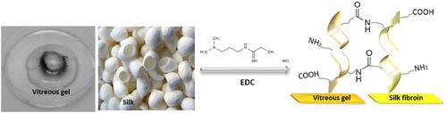 Silk fibroin/vitreous humor hydrogel scaffold modified by a carbodiimide crosslinker for wound healing.