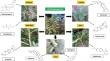 Giant milkweed: a comprehensive review of chemical constituents and their insecticidal properties