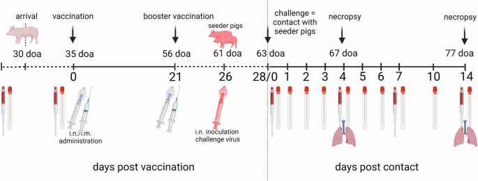 Reassortment incompetent live attenuated and replicon influenza vaccines provide improved protection against influenza in piglets.