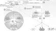 Huntingtin, the Major Factor in Huntington’s Disease Development. Main Functions and Intracellular Proteolysis