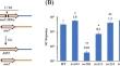 Deletion of IRC19 Causes Defects in DNA Double-Strand Break Repair Pathways in Saccharomyces cerevisiae.