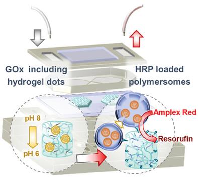 Boosting Microfluidic Enzymatic Cascade Reactions with pH-Responsive Polymersomes by Spatio-Chemical Activity Control.