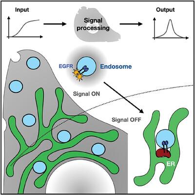 The physical basis of analog-to-digital signal processing in the EGFR system—Delving into the role of the endoplasmic reticulum