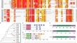 Genome-wide identification of cold shock proteins (CSPs) in sweet cherry (Prunus avium L.) and exploring the differential responses of PavCSP1 and PavCSP3 to low temperature and salt stress.