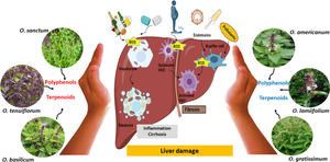 Polyphenols and terpenoids derived from Ocimum species as prospective hepatoprotective drug leads: a comprehensive mechanistic review