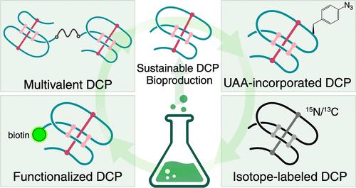 Bioproduction Platform to Generate Functionalized Disulfide-Constrained Peptide Analogues