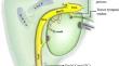 An evaluation of morphometry and dehiscence of facial canal: a systematic review and meta-analysis of observational studies.