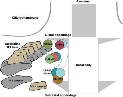 Architecture of RabL2-associated complexes at the ciliary base: A structural modeling perspective