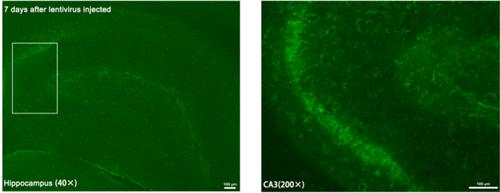 MiR-23b-3p Improves Brain Damage after Status Epilepticus by Reducing the Formation of Pathological High-Frequency Oscillations via Inhibition of cx43 in Rat Hippocampus